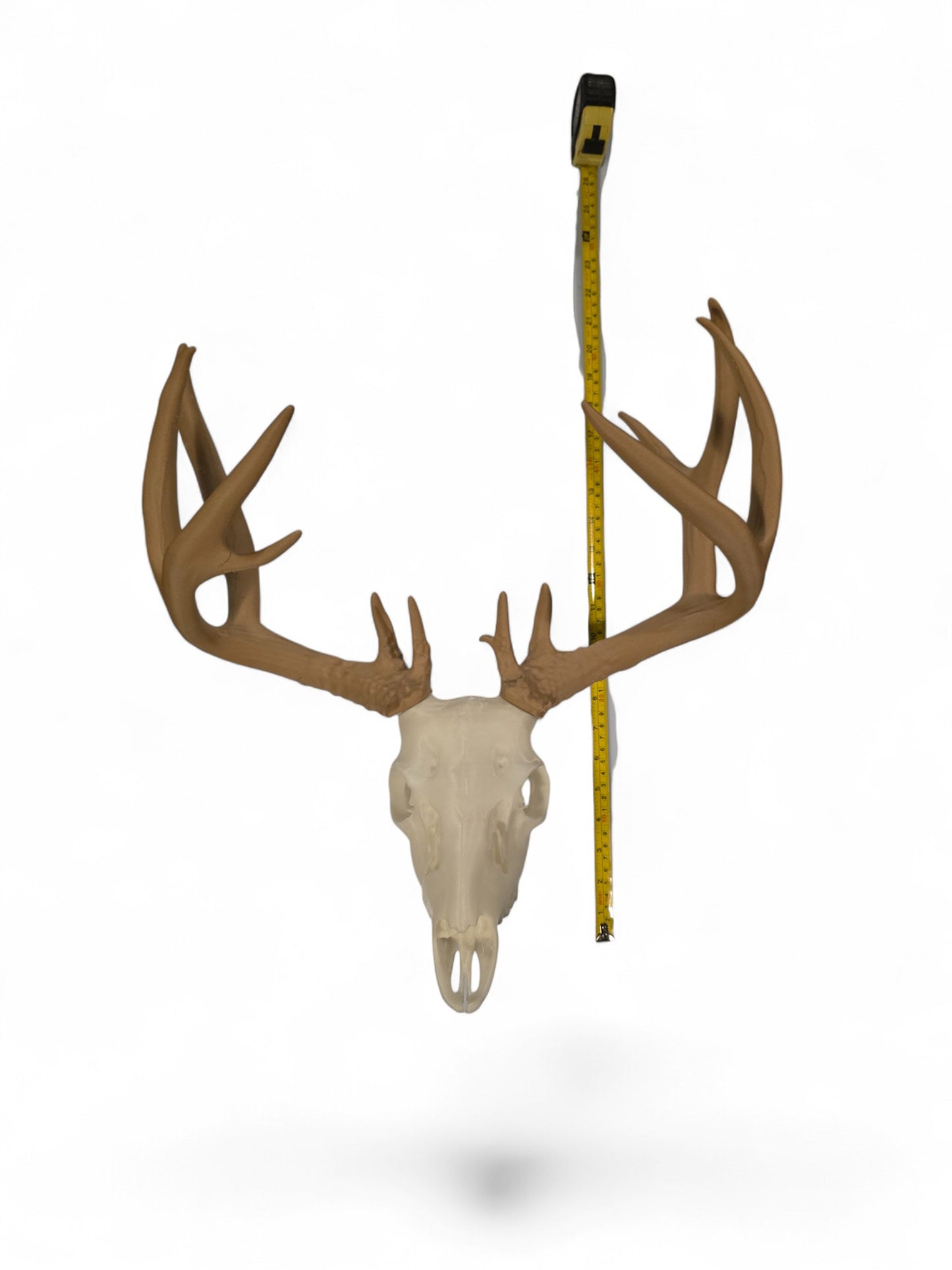Réplique tête de WHITETALL (cerf de virginie)